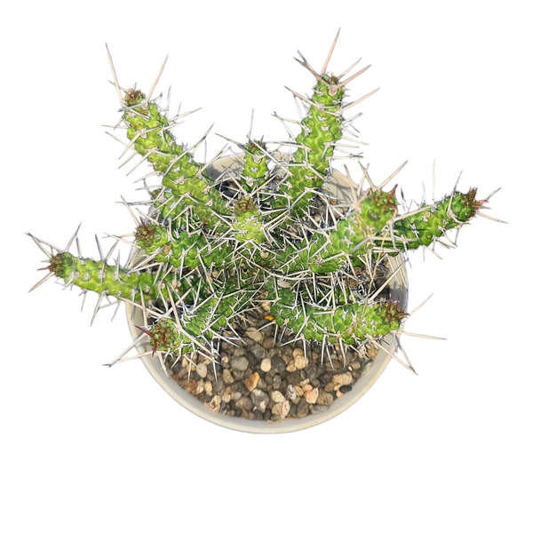 Euphorbia ellenbeckii Ethiopia 4_INCHS_RAUND_N_POT WITHOUT_POT_SHIPPING