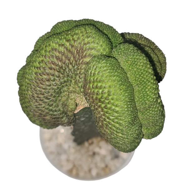 Cleistocactus colademononis inermis cristata