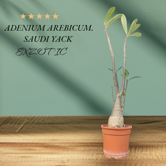 Adenium arabicum yak saudi