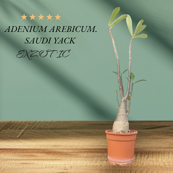 Adenium arabicum yak saudi