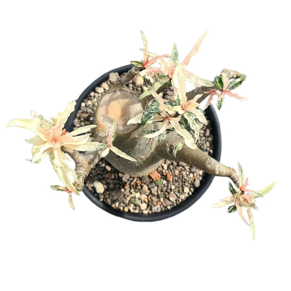 Adenium crispum verigated