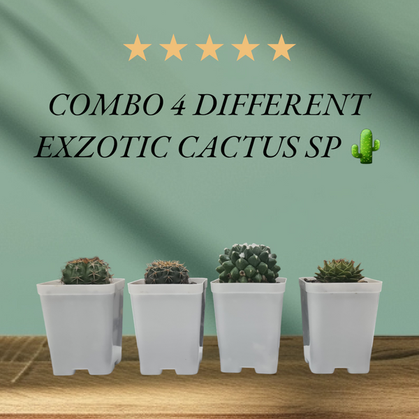 Combo of 4 Different Exotic cactus varieties