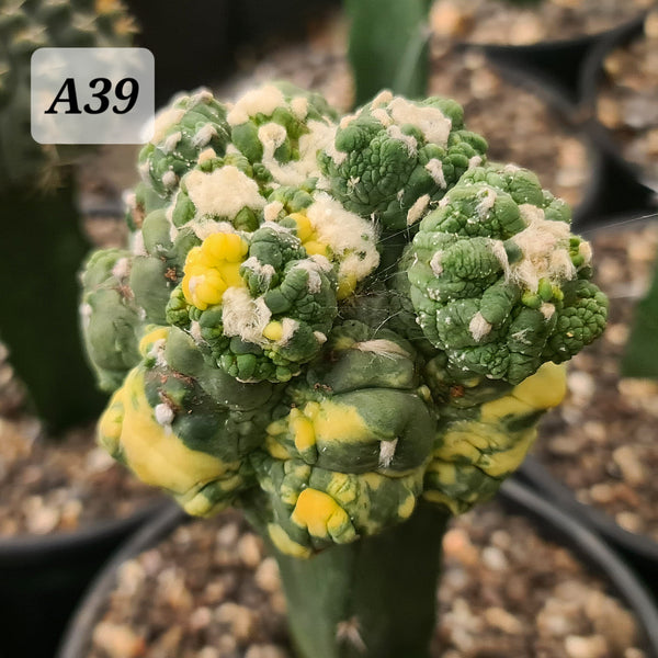 Astrophytum Asterius cv lizard skin variegated seeds