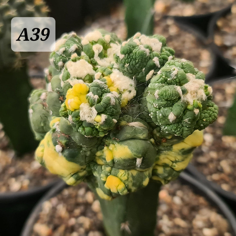 Astrophytum Asterius cv lizard skin variegated seeds