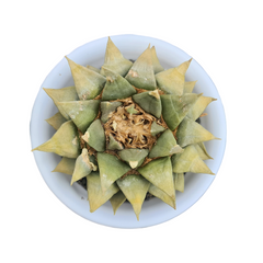 Ariocarpus reduces var confusus