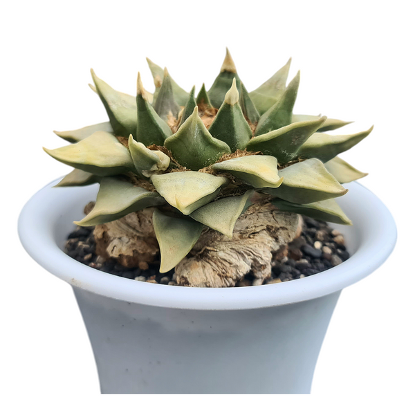 Ariocarpus reduces
