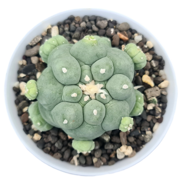 Lophophora fricii cv tubercles 4_INCHS_RAUND_N_POT WITHOUT_POT_SHIPPING
