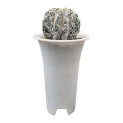 Astrophytum onzuka cv hania + dinosaur