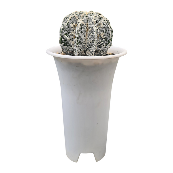Astrophytum onzuka cv hania + dinosaur