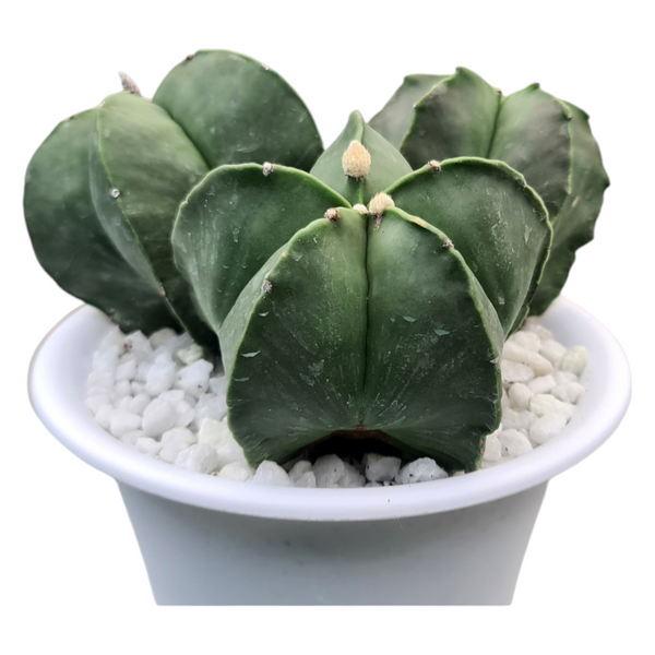 Astrophytum Nudam Clum