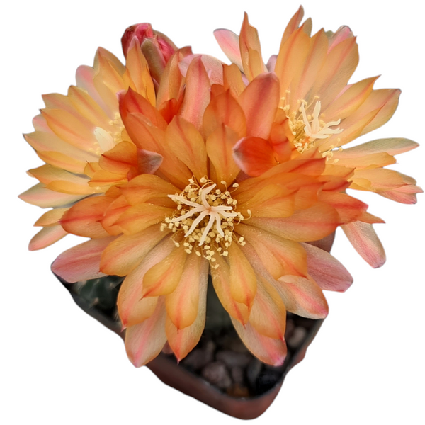 Gymnocalycium robustum x bruchii ARE35 3_INCHS_QUARE_POT WITHOUT_POT