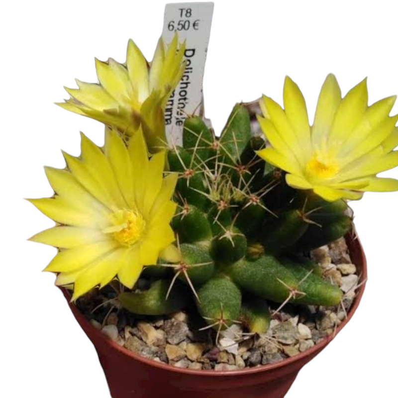 Mammillaria longimamma