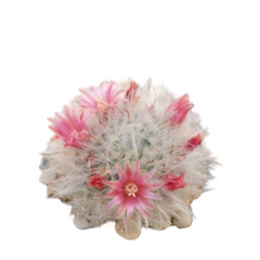 Mammillaria bocasana_cactus_plant