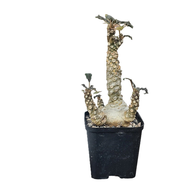 Dorstenia foetida