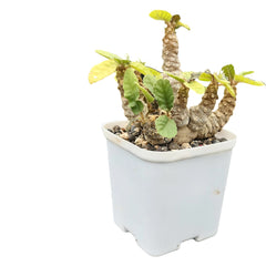 Dorstenia frotida var