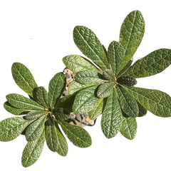 Dorstenia gigas