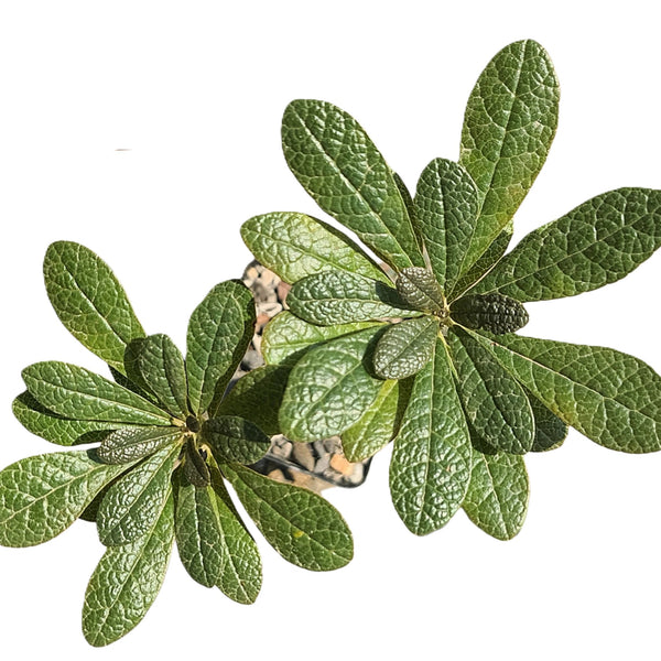 Dorstenia gigas