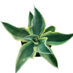 Agave gypsophila Ivory Curls