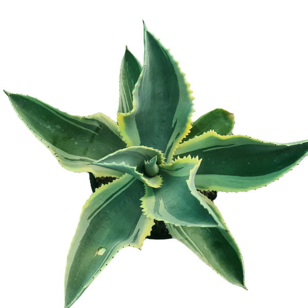 Agave gypsophila Ivory Curls
