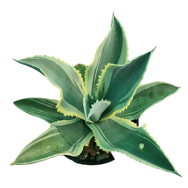 Agave gypsophila Ivory Curls