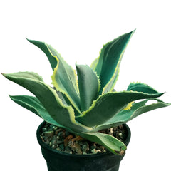 Agave gypsophila Ivory Curls