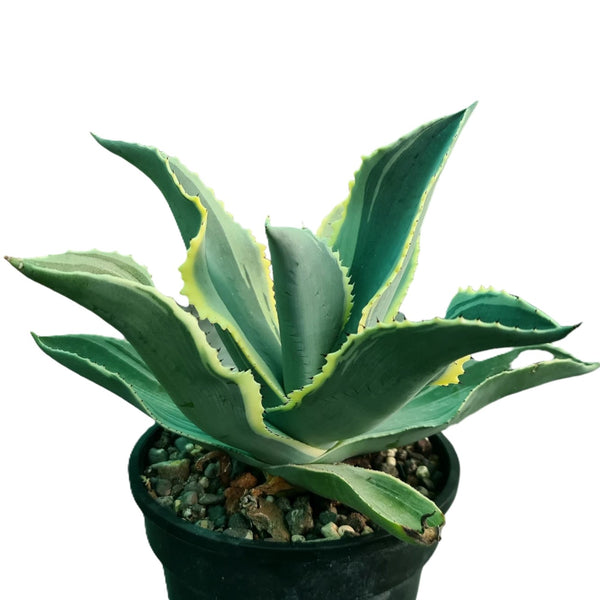 Agave gypsophila Ivory Curls