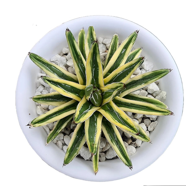 Agave victoriae-reginae shin Yuki Yama