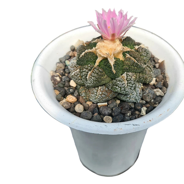 Ariocarpus fissuratus subs lloydii