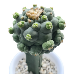 Lophophora fricii cv ooibo (On garfted) 6_INCHS_N_RAUND_POT WITH_POT