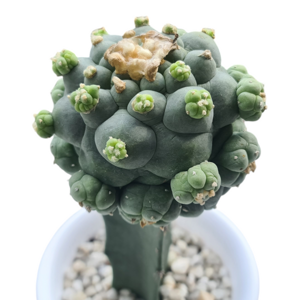 Lophophora fricii cv ooibo (On garfted) 6_INCHS_N_RAUND_POT WITH_POT
