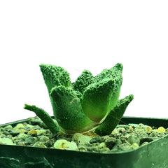 Ariocarpus godzilla coral