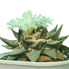 Ariocarpus retusus scheidw