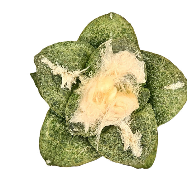 Ariocarpus fissuratus subs. lloydii cv. latus