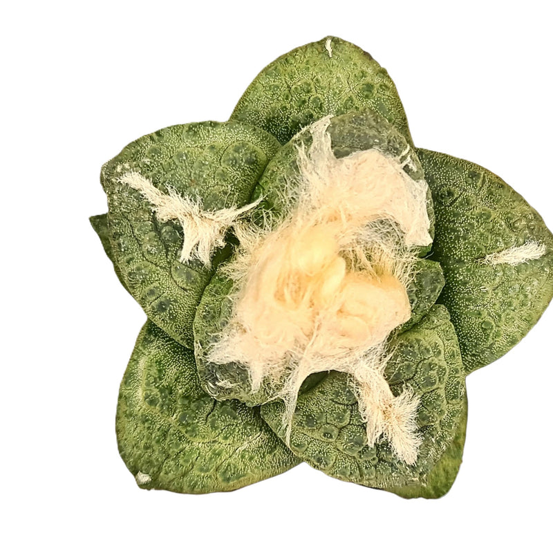 Ariocarpus fissuratus subs. lloydii cv. latus