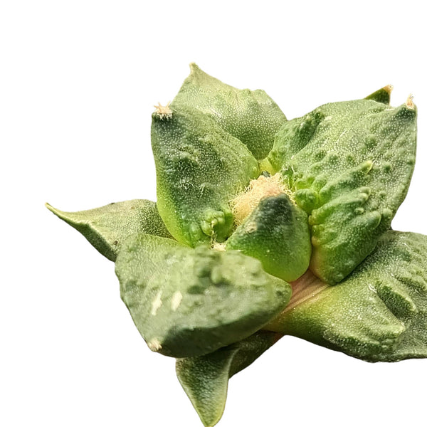 Ariocarpus lotusx cauliflower