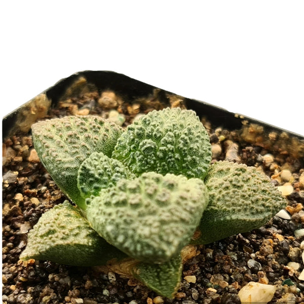 Ariocarpus godzila