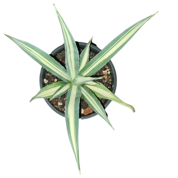 Agave angustifolia mediopicta