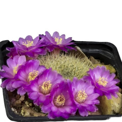 Sulcorebutia pampagrandensis