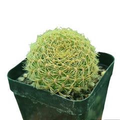 Sulcorebutia pampagrandensis
