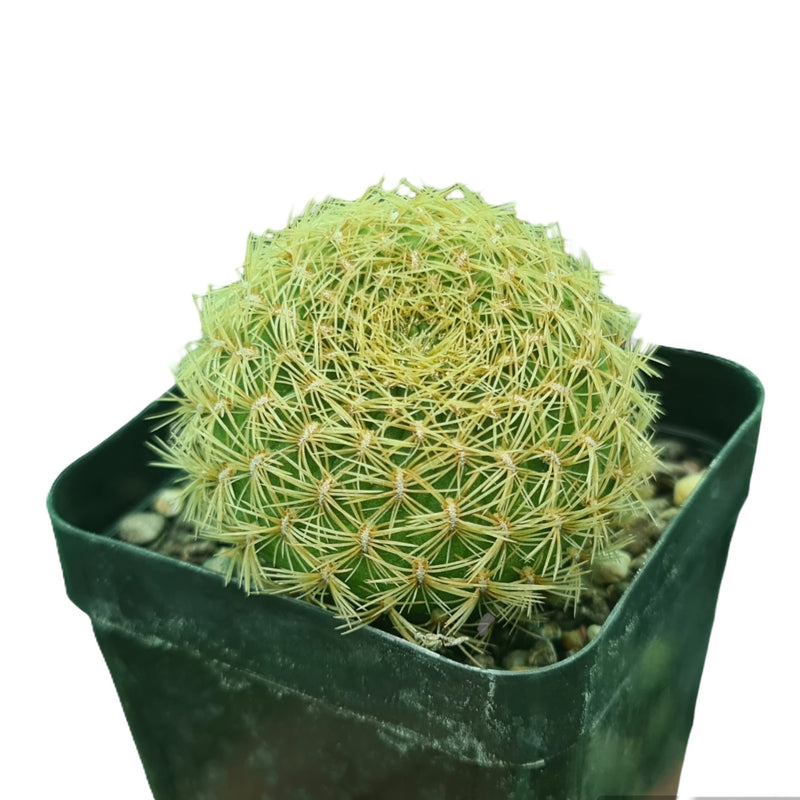 Sulcorebutia pampagrandensis