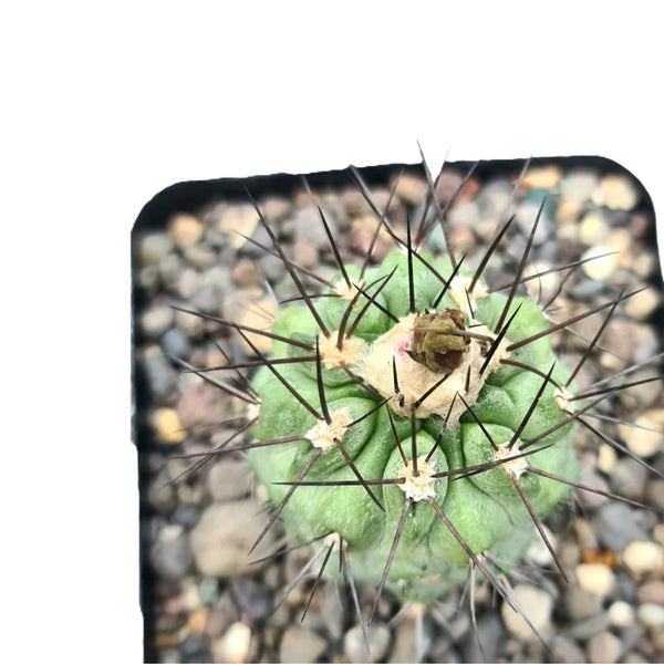 Copiapoa streptocaulon cv  marginata