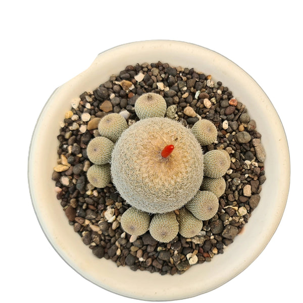 Epithelantha bokei x hybrid