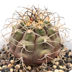 Gymnocalycium pflanzii albipulpa