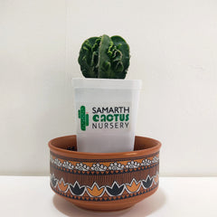 Astrophytum nudum fukuryu