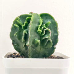 Astrophytum nudum fukuryu