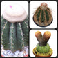 Combo of 3 Different varieties melocactus