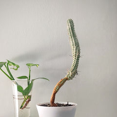 Euphorbia Mammillaris f. Variegata