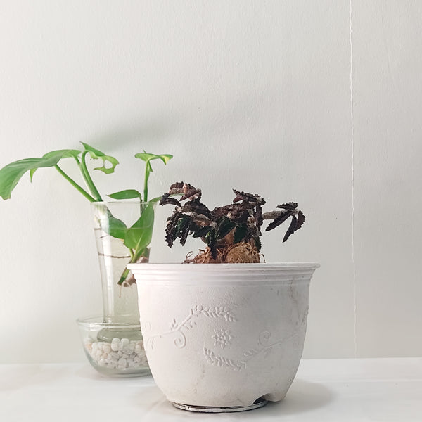Euphorbia Ambovombensis Exotic a