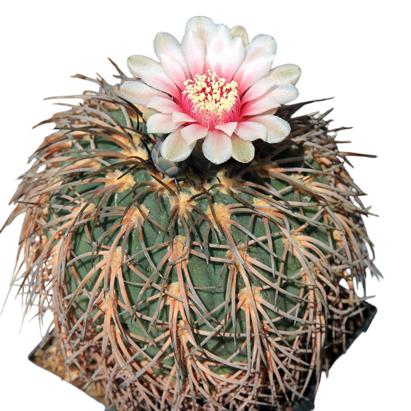 Gymnocalycium spegazzinii 3_INCHS_QUARE_POT WITHOUT_POT