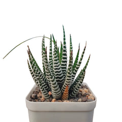 Haworthia zebra